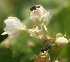 Trissolcus