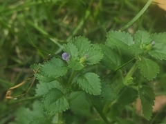 Stemodia verticillata