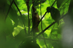 Onychorhynchus coronatus