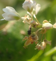 Trissolcus
