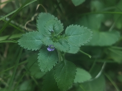 Stemodia verticillata