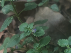 Stemodia verticillata