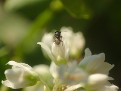 Trissolcus
