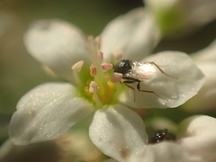 Trissolcus
