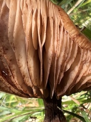 Physalacriaceae