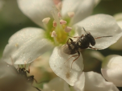Trissolcus
