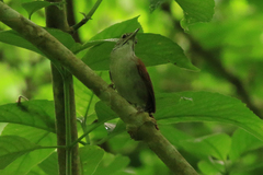 Thryophilus rufalbus