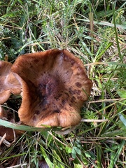 Physalacriaceae