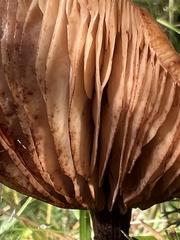 Physalacriaceae