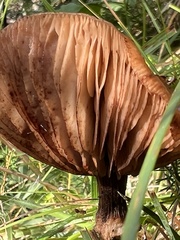 Physalacriaceae
