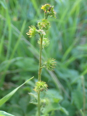 Agrimonia eupatoria