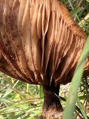 Physalacriaceae