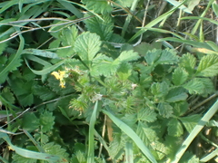 Agrimonia eupatoria