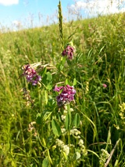 Lathyrus pisiformis