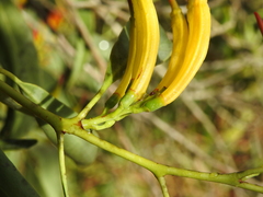 Dendrophthoe glabrescens