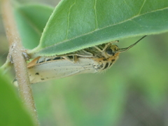 Spiris striata