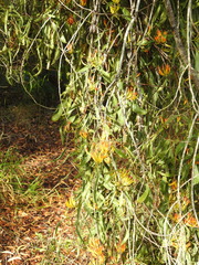 Dendrophthoe glabrescens