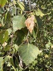 Betula