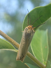 Spiris striata