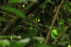 Poecilotriccus sylvia