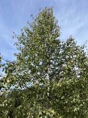 Betula