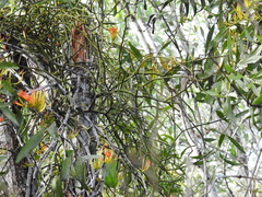 Viscum articulatum