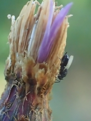 Eurytomidae