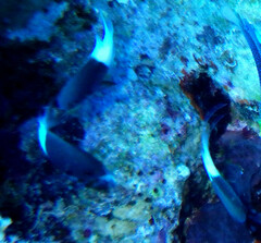 Pycnochromis dimidiatus