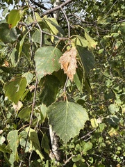 Betula