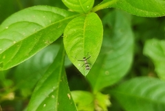 Odontomantis planiceps