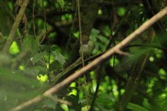 Poecilotriccus sylvia