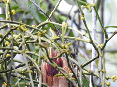 Viscum articulatum