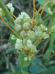 Cuscuta campestris