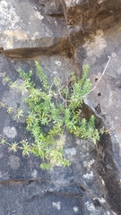 Galium productum image