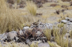 Geositta cunicularia