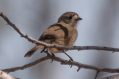 Aphelocephala leucopsis