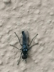 Dilophus febrilis