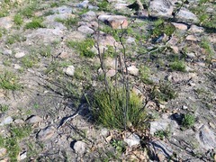 Hakea rostrata