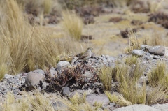 Geositta cunicularia