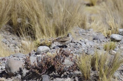 Geositta cunicularia