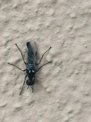 Dilophus febrilis