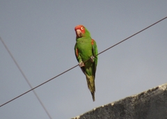 Psittacara erythrogenys