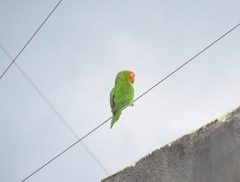 Psittacara erythrogenys