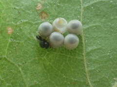 Trissolcus