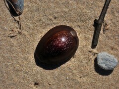 Monetaria caputserpentis