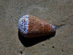 Conus sanguinolentus