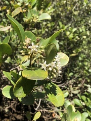 Aegiceras corniculatum