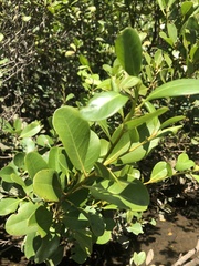 Aegiceras corniculatum