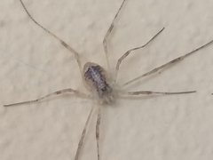 Paroligolophus agrestis