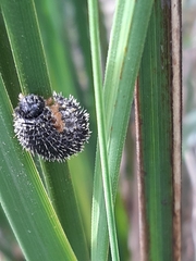 Perga affinis